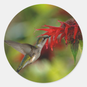 Ruby-Throated Hummingbird Archilochus Colubris Classic Round Sticker