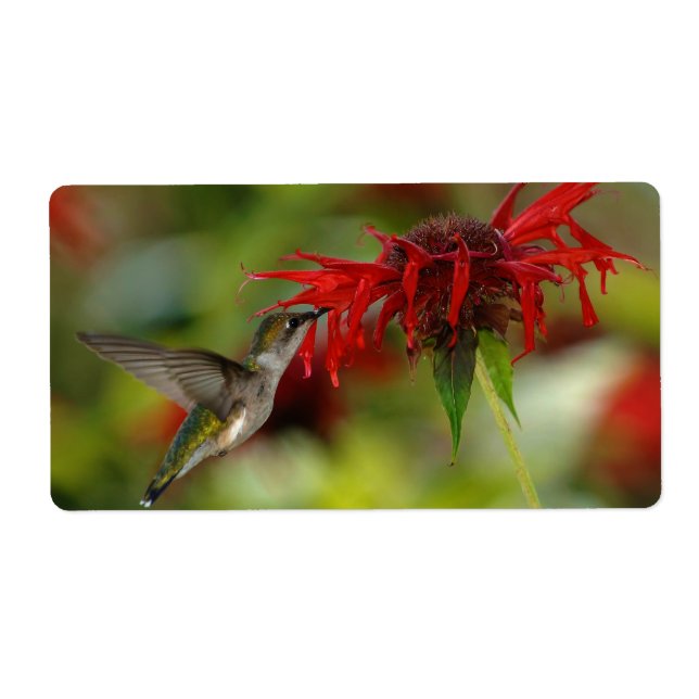 Ruby-Throated Hummingbird Archilochus Colubris Label (Front)