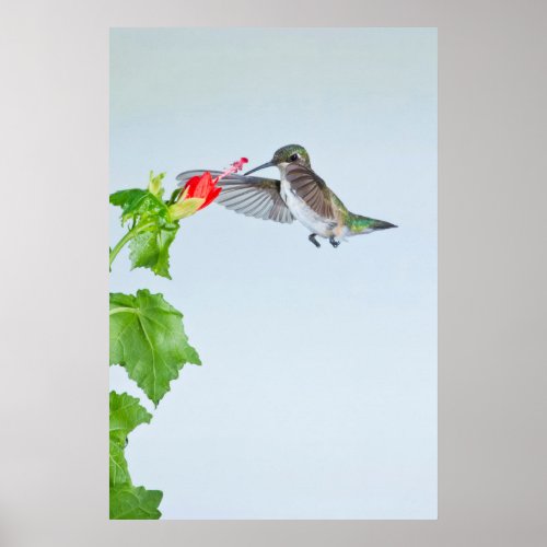 Ruby_Throated Hummingbird Archilochus Colubris Poster