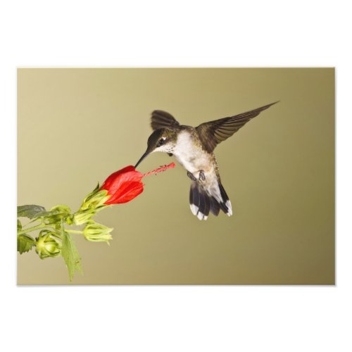 Ruby_throated Hummingbird Archilochus Photo Print