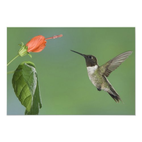 Ruby_throated Hummingbird Archilochus Photo Print