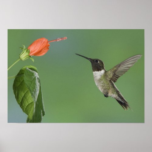 Ruby_throated Hummingbird Archilochus Poster