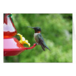 Ruby-Throated Hummingbird Bird Photography