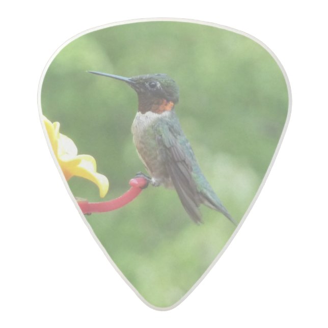 Ruby-Throated Hummingbird Bird Photography Acetal Guitar Pick (Front)