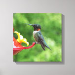 Ruby-Throated Hummingbird Bird Photography Canvas Print