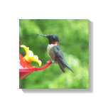 Ruby-Throated Hummingbird Bird Photography Canvas Print