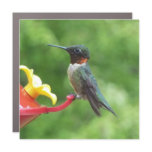 Ruby-Throated Hummingbird Bird Photography Car Magnet