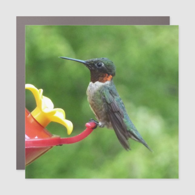 Ruby-Throated Hummingbird Bird Photography Car Magnet (Front)