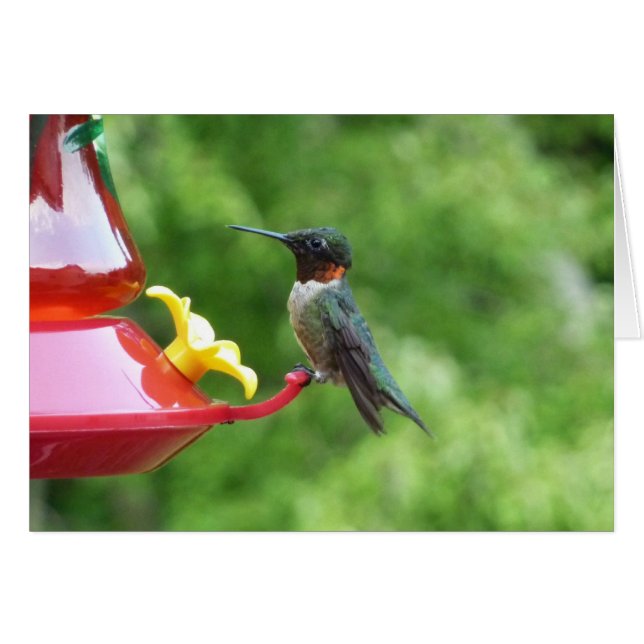 Ruby-Throated Hummingbird Bird Photography Cards (Front Horizontal)