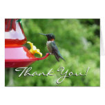 Ruby-Throated Hummingbird Bird Photography Cards