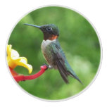 Ruby-Throated Hummingbird Bird Photography Ceramic Knob