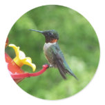 Ruby-Throated Hummingbird Bird Photography Classic Round Sticker