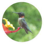 Ruby-Throated Hummingbird Bird Photography Classic Round Sticker