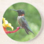 Ruby-Throated Hummingbird Bird Photography Coaster