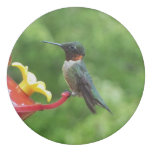Ruby-Throated Hummingbird Bird Photography Eraser