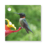 Ruby-Throated Hummingbird Bird Photography Favor Tags