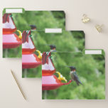 Ruby-Throated Hummingbird Bird Photography File Folder