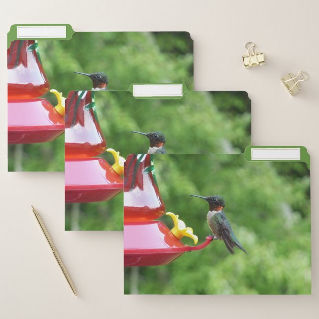 Ruby-Throated Hummingbird Bird Photography File Folder (Set)