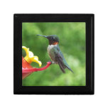 Ruby-Throated Hummingbird Bird Photography Gift Box