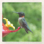 Ruby-Throated Hummingbird Bird Photography Glass Coaster