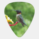 Ruby-Throated Hummingbird Bird Photography Guitar Pick