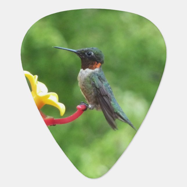 Ruby-Throated Hummingbird Bird Photography Guitar Pick (Front)
