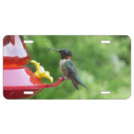 Ruby-Throated Hummingbird Bird Photography License Plate