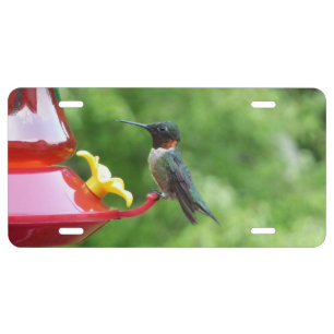 Ruby-Throated Hummingbird Bird Photography License Plate