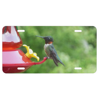 Ruby-Throated Hummingbird Bird Photography License Plate