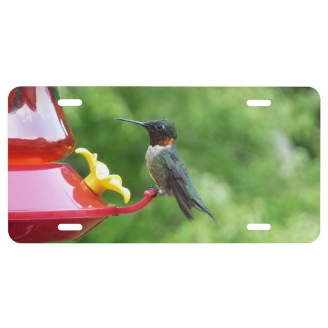 Ruby-Throated Hummingbird Bird Photography License Plate (Front)