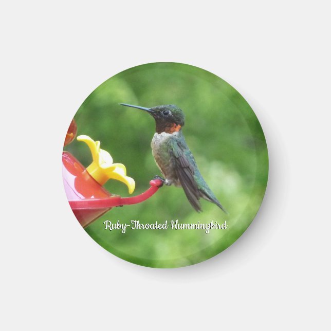 Ruby-Throated Hummingbird Bird Photography Magnet (Front)