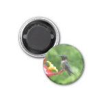 Ruby-Throated Hummingbird Bird Photography Magnet