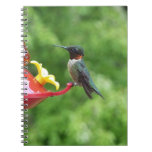 Ruby-Throated Hummingbird Bird Photography Notebook