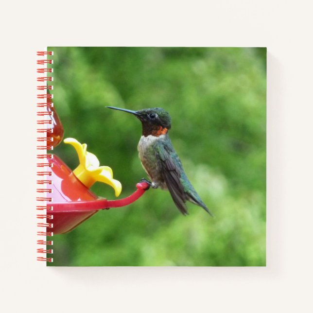 Ruby-Throated Hummingbird Bird Photography Notebook (Front)