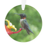 Ruby-Throated Hummingbird Bird Photography Ornament