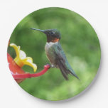 Ruby-Throated Hummingbird Bird Photography Paper Plates