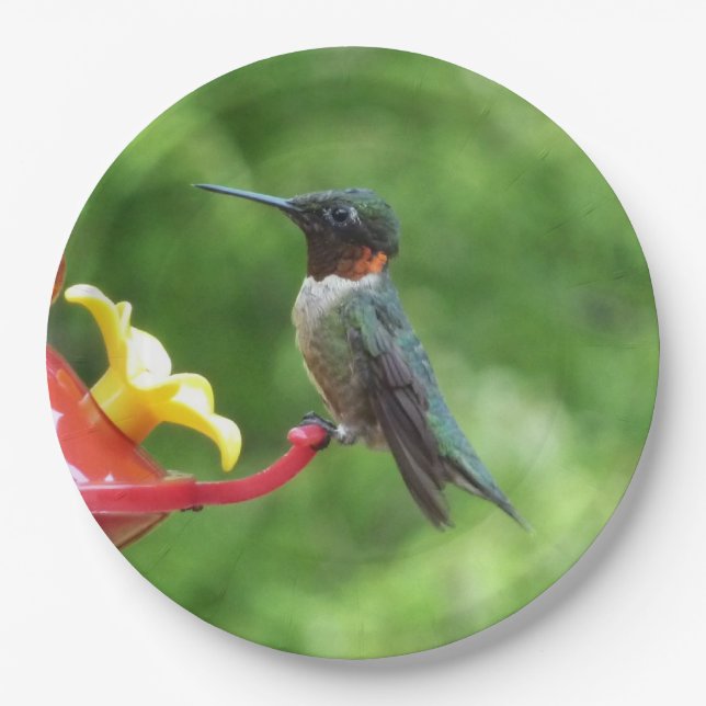 Ruby-Throated Hummingbird Bird Photography Paper Plates (Front)