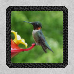 Ruby-Throated Hummingbird Bird Photography Patch