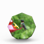 Ruby-Throated Hummingbird Bird Photography Photo Block