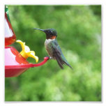 Ruby-Throated Hummingbird Bird Photography Photo Print