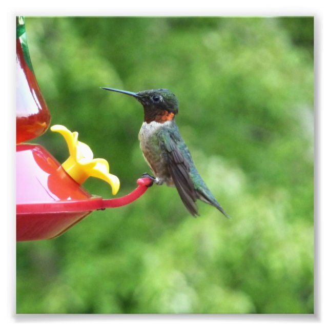 Ruby-Throated Hummingbird Bird Photography Photo Print (Front)