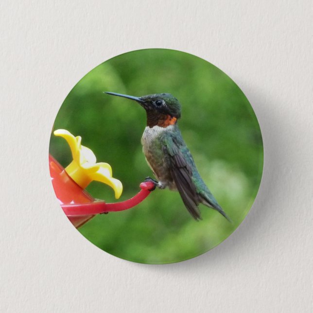 Ruby-Throated Hummingbird Bird Photography Pinback Button (Front)