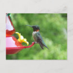 Ruby-Throated Hummingbird Bird Photography Postcard