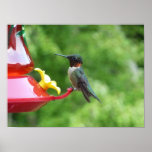 Ruby-Throated Hummingbird Bird Photography Poster