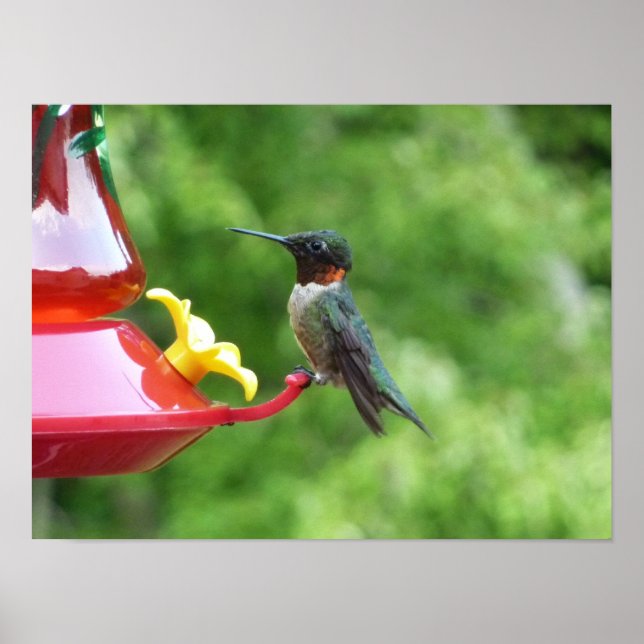 Ruby-Throated Hummingbird Bird Photography Poster (Front)