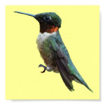 Ruby-Throated Hummingbird Bird Photography Poster