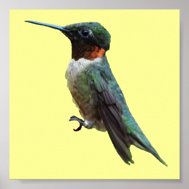 Ruby-Throated Hummingbird Bird Photography Poster (Front)