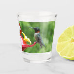 Ruby-Throated Hummingbird Bird Photography Shot Glass