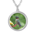 Ruby-Throated Hummingbird Bird Photography Silver Plated Necklace