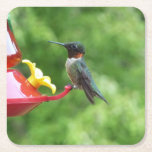 Ruby-Throated Hummingbird Bird Photography Square Paper Coaster